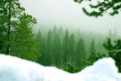Green Forest 669 Green Forest 669