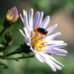 Insect on the flower 469