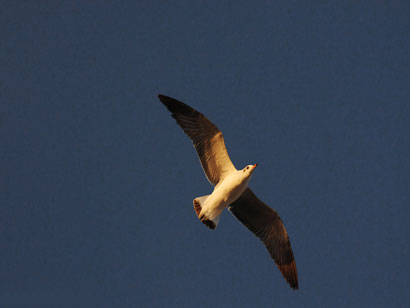 Seagull 389