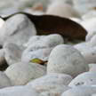 White stones 215