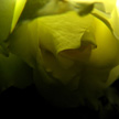 Yellow Rose 488