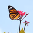 Butterfly 834