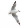 Seagull 869