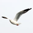 Seagull 872