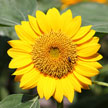 Sunflower 874