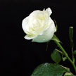 White Rose 947