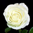 White Rose 948