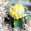 Yellow Cactus 818