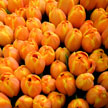 Orange Tulip 989