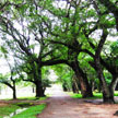 Angkor Wat 997