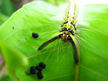 Hairy Caterpillar 1021