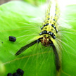 Hairy Caterpillar 1021