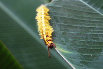 Hairy Caterpillar 1023